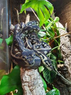 1. 1 Morelia spilota cheynei NZ 2014